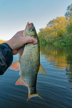 Orfe or nerfling fish in fisherman's hand, clear weather