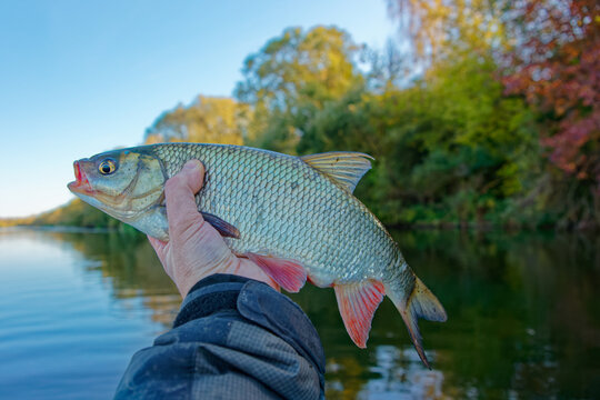 Orfe or nerfling fish in fisherman's hand, clear weather