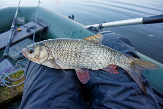 Orfe or nerfling fish in fisherman's leap