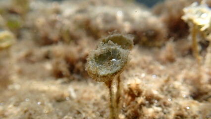Green algae mermaid's cup Acetabularia acetabulum close-up undersea, Ligurian Sea, Italy, Imperia