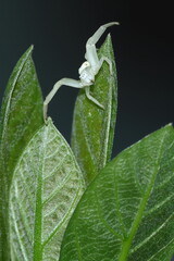 Obraz premium spider on leaf