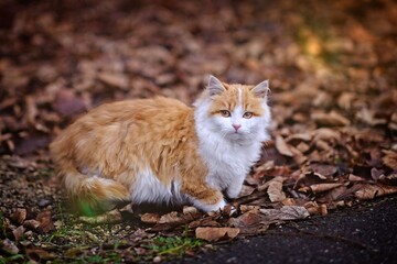 Cute stray kitten sitting among fallen foliage in autumn. Horizontal image with selective focus. 