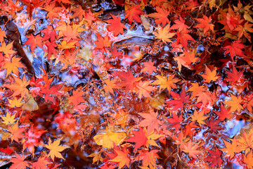 물 위의 예쁜 빨간 나뭇잎들