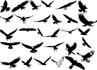 Silhouettes of birds collection flying falcon hawk eagle isolated vector image