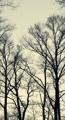 Obraz premium Stark silhouettes of skeletal trees against a pale winter sky, emphasizing the cold season and dormant natural landscape, natural, treescape, wood