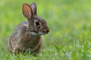 Juvenile Eastern Cottontail Rabbit, Sylvilagus floridanus, closeup in green grass for Spring and Summer