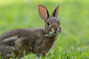 Fototapeta premium Juvenile Eastern Cottontail Rabbit, Sylvilagus floridanus, closeup in green grass for Spring and Summer