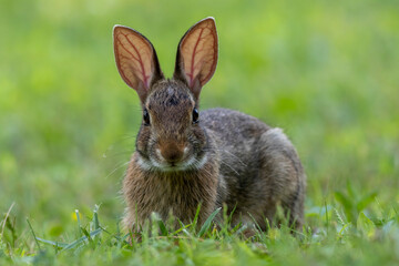 Juvenile Eastern Cottontail Rabbit, Sylvilagus floridanus, closeup in green grass for Spring and Summer