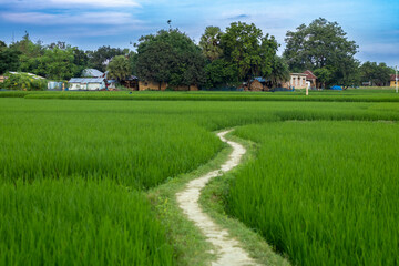 Rural Footpath Through Lush Green Rice Fields in a Peaceful Village Landscape
