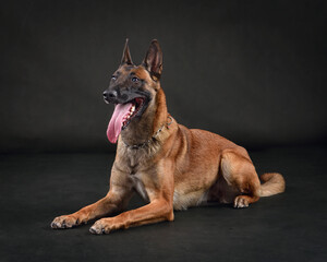 Belgian Shepherd Malinois isolated on black background