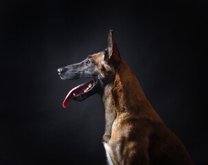 Studio close up shot of Belgian Shepherd dog