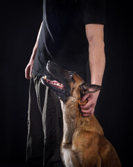 Beelgian shepherd malinois training k9