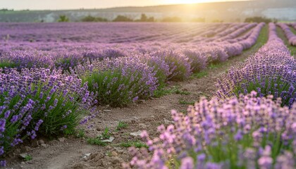 Fototapeta premium lavender field provence france