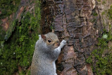 Squirrel climbing on a tree. 