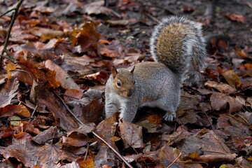 Squirrel in the park standing on leaves..