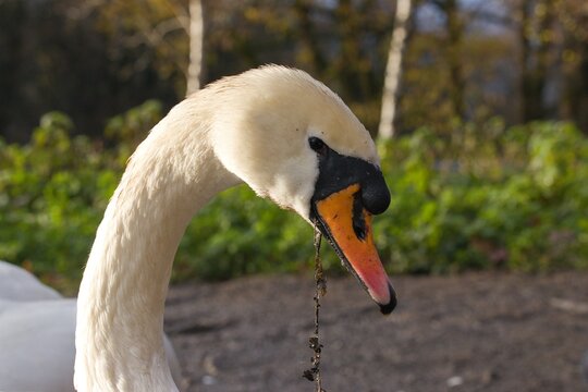 Swan head close up with grass on beak.