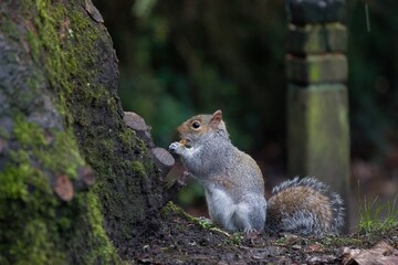 Squirrel in a forest standing next to a tree.