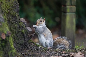 Squirrel eating a nut while standing up.