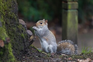 Squirrel in the forest next to a tree.