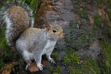 A close up of a squirrel in a park.