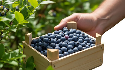 Hand Holding Crate of Freshly Picked Blueberries blueberry