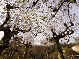 A tangle of bare, twisted tree branches creates a striking web-like structure against greenery.