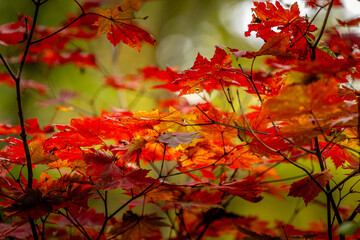 Autumn Colors in Daisetsuzan National Park in Hokkaido, Japan