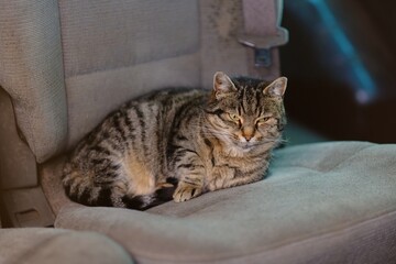 Cute tabby cat sleeping on the backseat of a car. Horizontal image .	