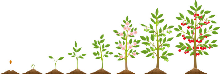 Cherry tree growth stages