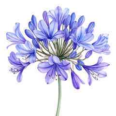 Fototapeta premium watercolor vector of Agapanthus Flower, isolated on a white background.