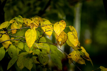 Obraz premium Autumn Colors in Daisetsuzan National Park in Hokkaido, Japan