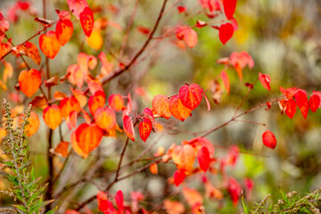 Autumn Colors in Daisetsuzan National Park in Hokkaido, Japan