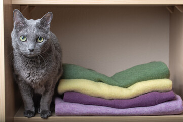 A gray Russian Blue cat sits next to a pile of colorful folded sweaters in a wooden wardrobe shelf