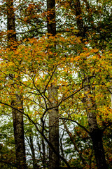 Obraz premium Autumn Colors in Daisetsuzan National Park in Hokkaido, Japan
