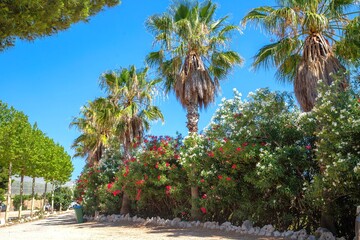 Lush tropical pathway lined with vibrant flowering shrubs and palm trees under a clear blue sky, inviting exploration and relaxation in a serene environment