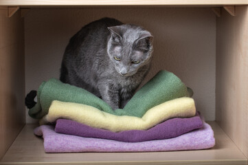 A gray Russian Blue cat sits comfortably on a pile of colorful folded sweaters in a wooden wardrobe shelf