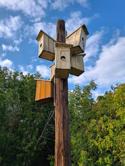 Six starling-houses are nailed to one pole