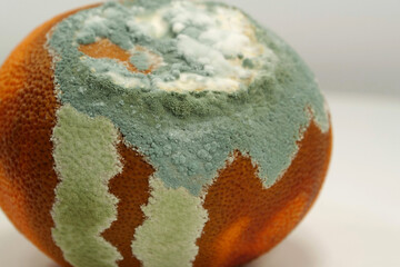 Overripe and rotten mandarin. Rotten tangerine covered with mold