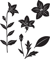 Black and White Botanical Sketch Illustration of Balloon Flower