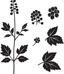 Black and White Botanical Sketch Illustration of Baneberry Plant and Berries