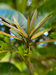 Fototapeta premium closeup of mango leaf shoots from close range
