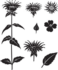 Black and White Botanical Sketch Illustration of Bee Balm Flower