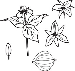 Black and White Botanical Sketch Illustration of Trillium Flower and Leaves