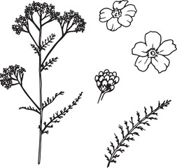 Black and White Botanical Sketch Illustration of Yarrow Flower and Foliage