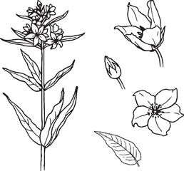 Black and White Botanical Sketch Illustration of Yellow Loosestrife Flower