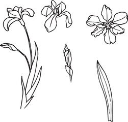 Black and White Botanical Sketch Illustration of Iris Flower