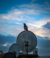 Naklejka premium A crow perched on a satellite dish on a building roof.