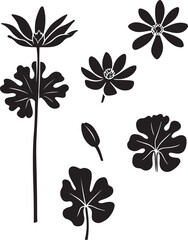 Obraz premium Black and White Botanical Sketch Illustration of Bloodroot Flower