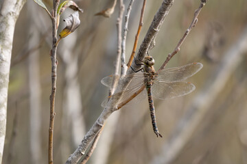 Colorful Blue Eyed Darner Dragonfly perches briefly on a thin tree branch while hunting for food in the estuary
