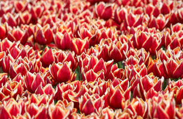The field of motley red tulips in blossom